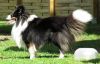 Choco Benji von der Sheltiebande ( Benji ) 22.07.10 -4